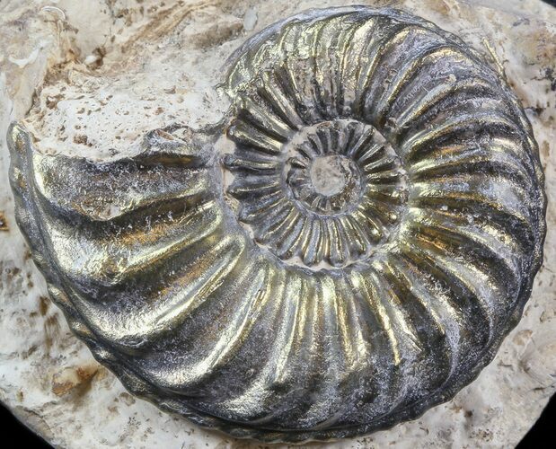 Pyritized Pleuroceras Ammonite - Germany #42751